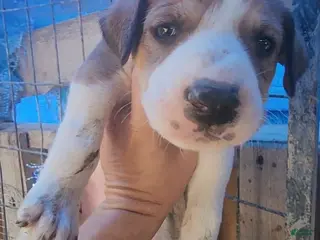 Mixed Breed dogs Doberdane Tan/Wht M - Ad 34