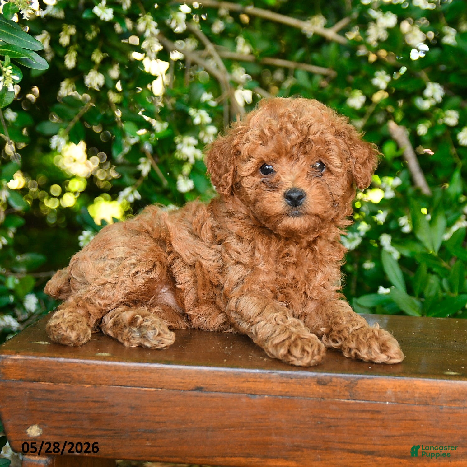 Toy Poodle dogs Salem - Ad 2