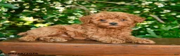 Toy Poodle dogs for sale: Salem - Ad 2