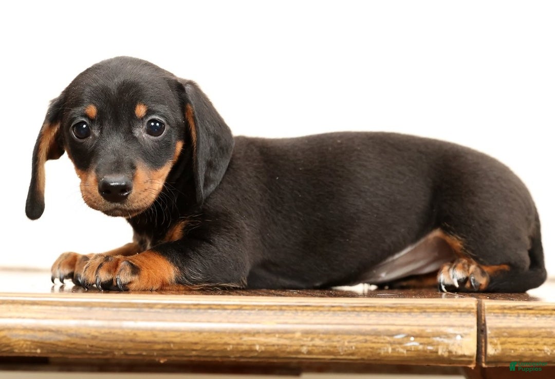 Miniature Dachshund dogs for sale: Winnie - Ad 2