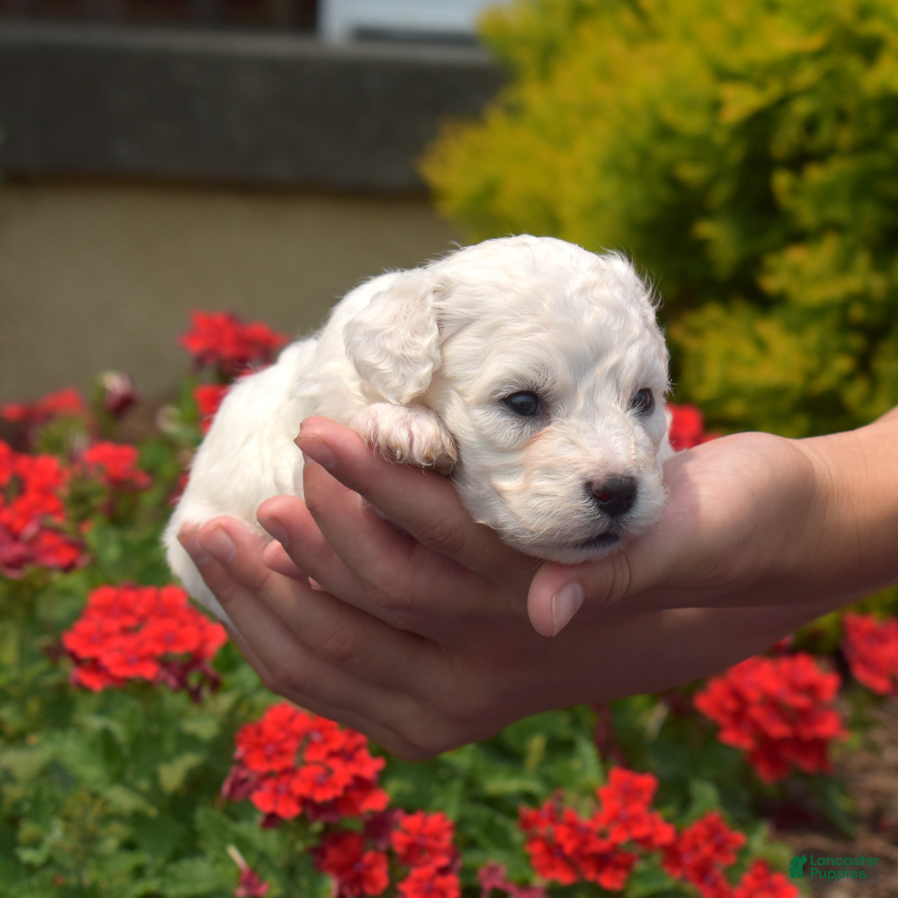 Bichon Frise dogs Blizzard - Ad 2
