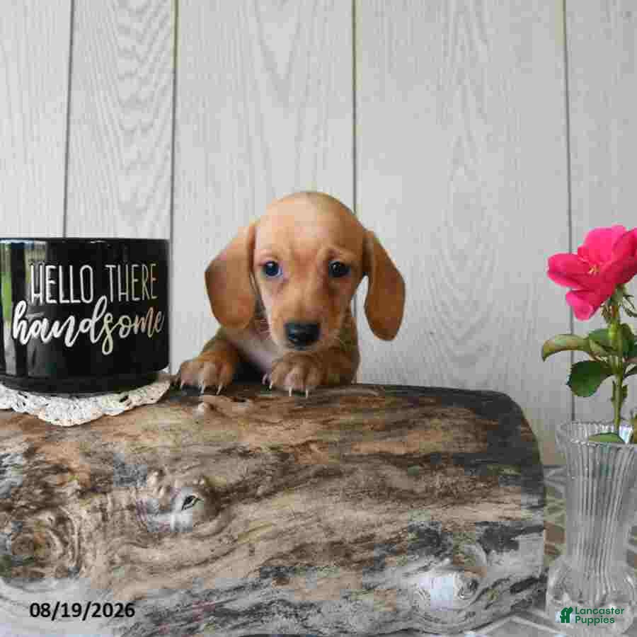 Miniature Dachshund dogs Titus - Ad 2
