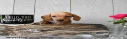 Miniature Dachshund dogs for sale: Titus - Ad 12