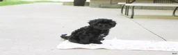 Cavapoo dogs for sale: Sophie - Ad 11