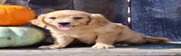 Miniature Golden Retriever dogs for sale: Tulip Female Mini Golden Retriever  - Ad 5