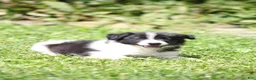 Border Collie dogs for sale: Taco - Ad 4