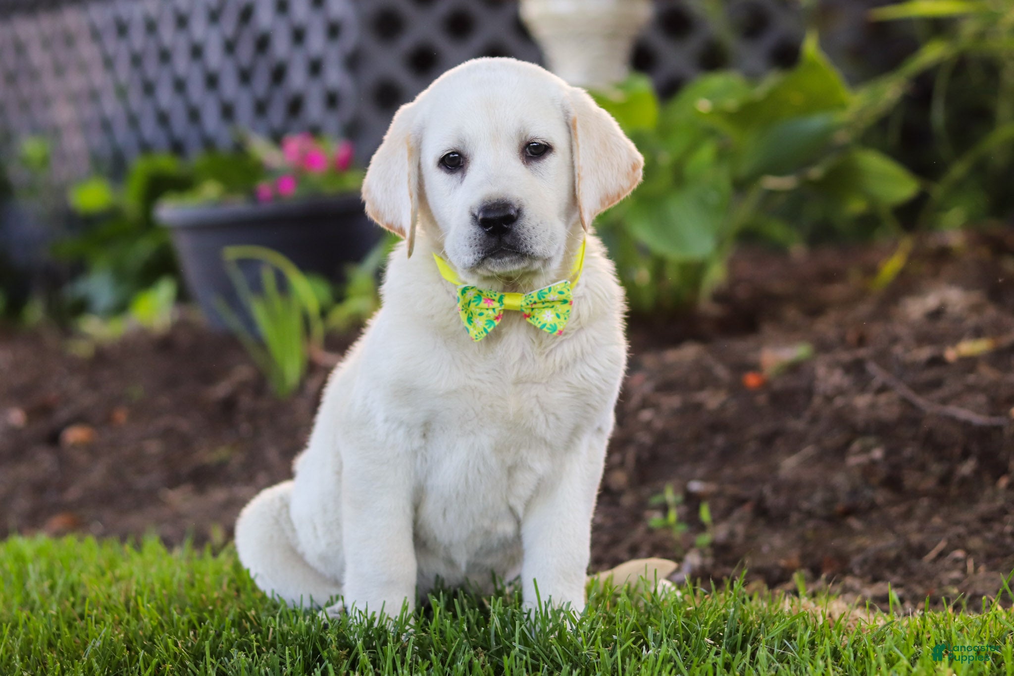 Labrador Retriever dogs for sale: Bobby - Ad 2