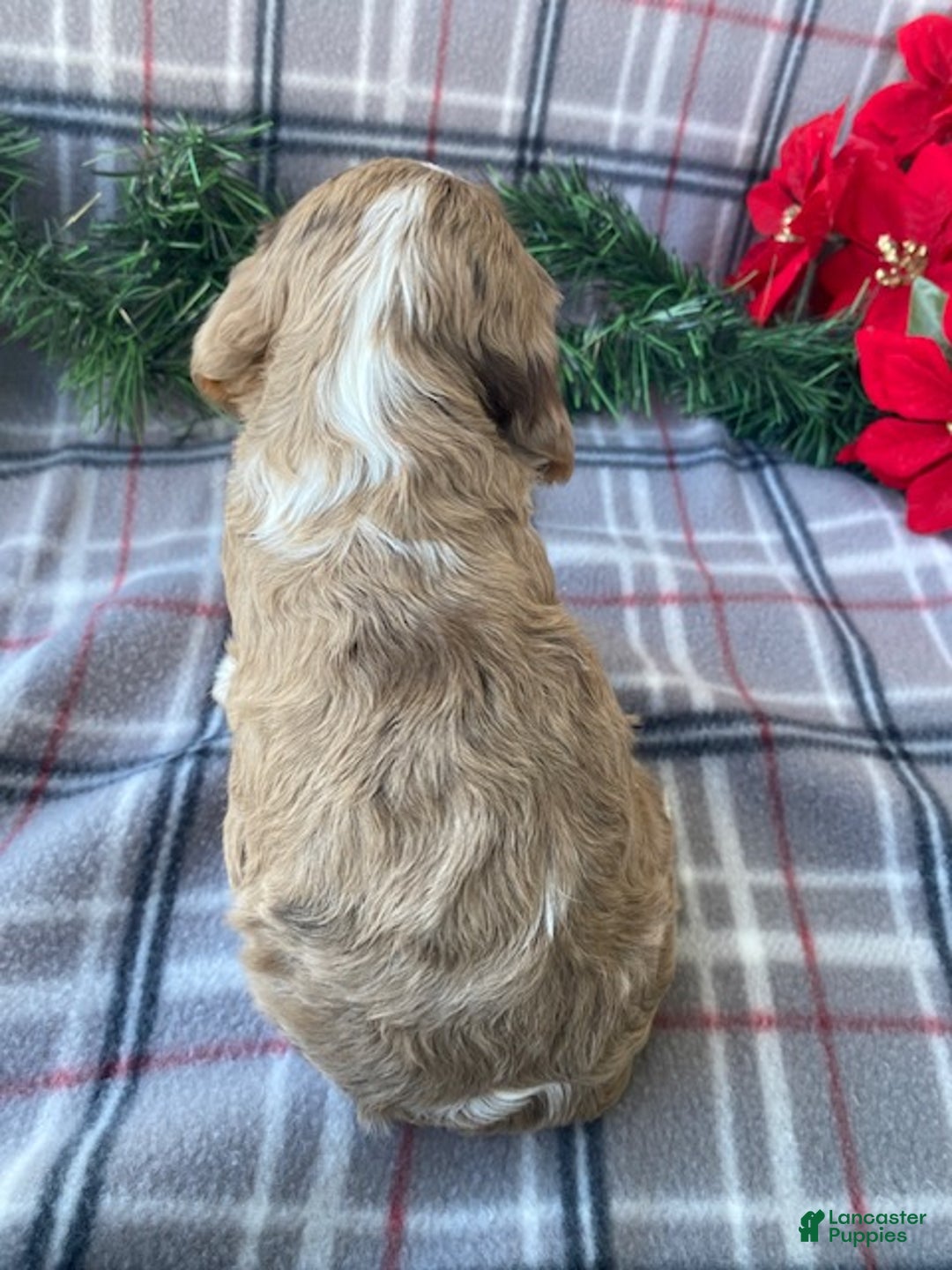 Cavalier King Charles Spaniel dogs for sale: Joy - Ad 5