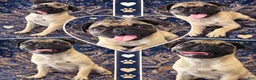 Pug dogs for sale: Pug 1 - Ad 2