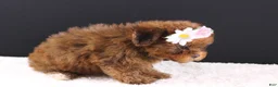 Shihpoo dogs for sale: LuLu - Ad 3