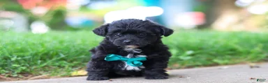 Buster