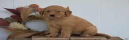 Golden Retriever dogs for sale: Kaya - Ad 3
