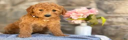 Goldendoodle dogs for sale: Margie - Ad 7