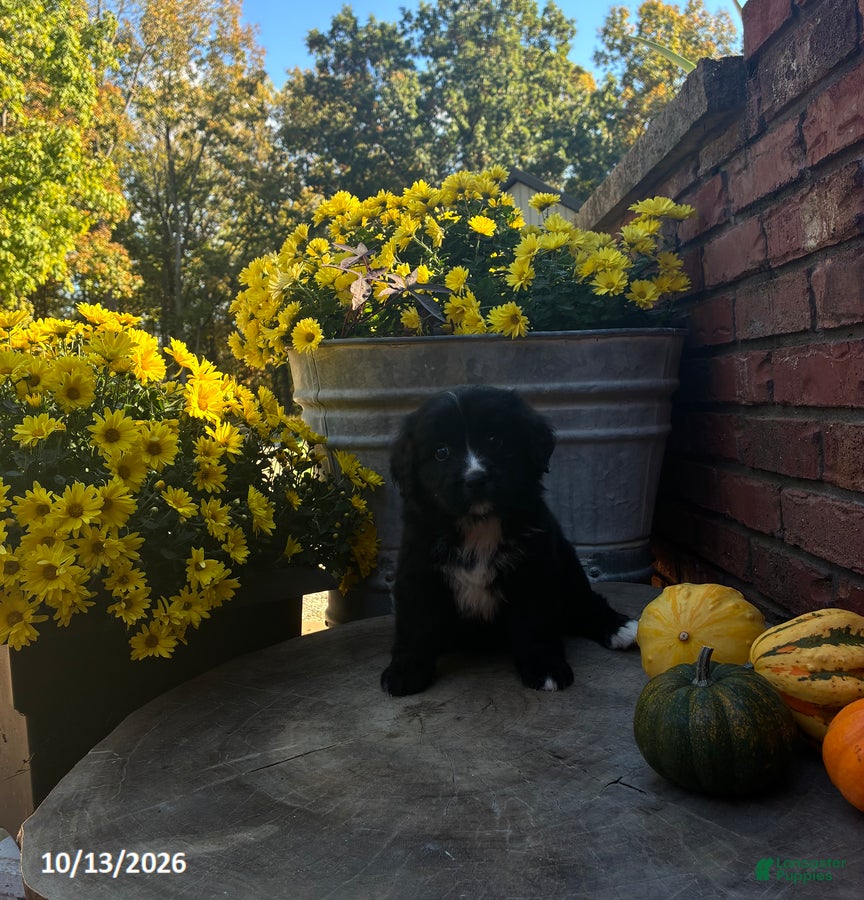 Sweetie (Doodle / designer cross, Female) in Salem, IN