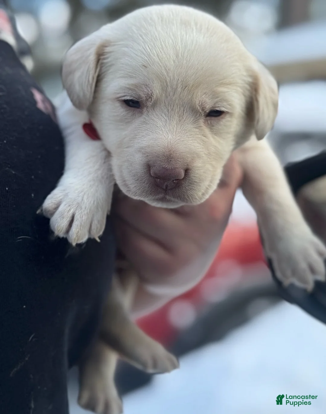 Labrador Retriever dogs for sale: Labrador Retriever Puppy 1 - Ad 6