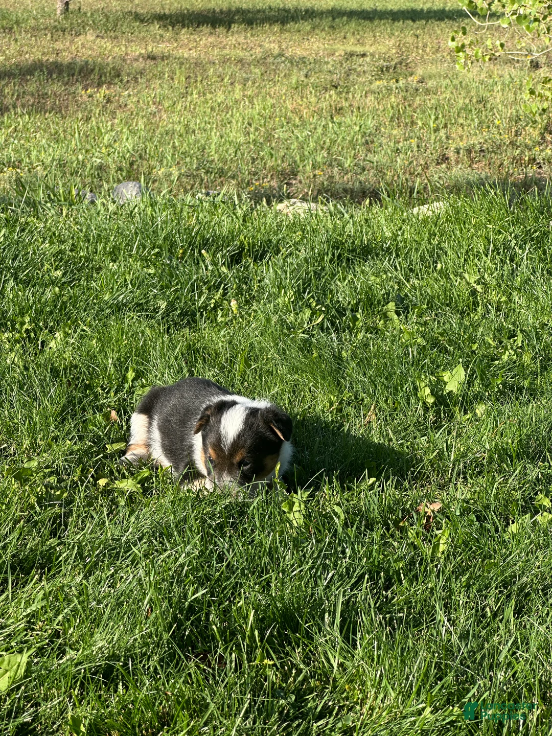 Mixed Breed dogs for sale: Tri Girl 3 - Ad 3