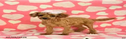 Cavapoo dogs for sale: Whisper - Ad 2