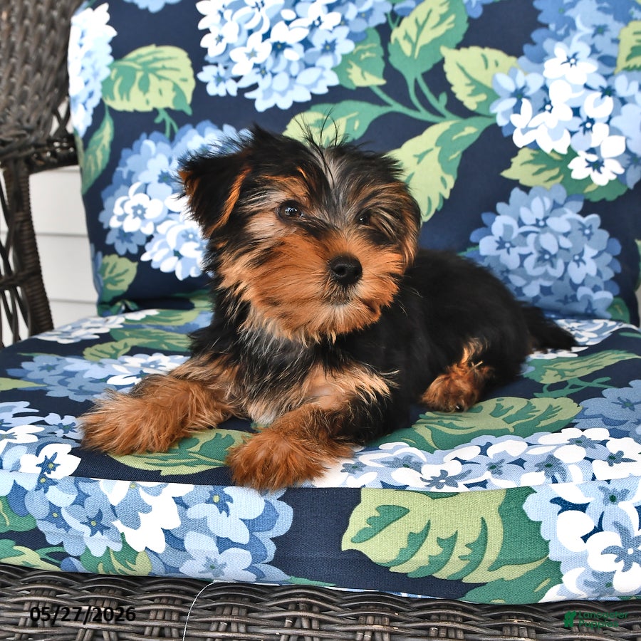 Yorkshire Terrier dogs Tommy - Ad 2