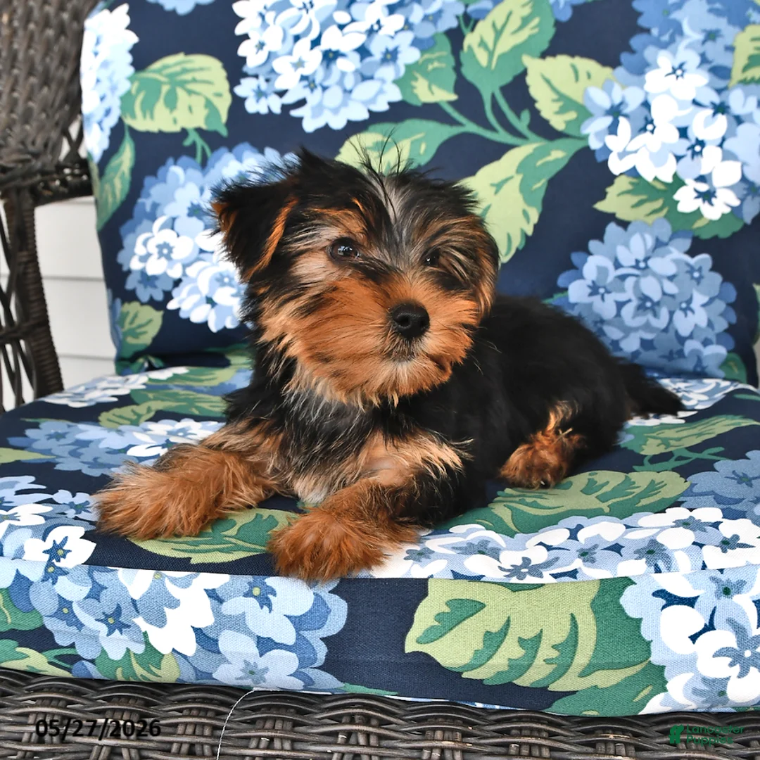 Yorkshire Terrier dogs for sale: Tommy - Ad 2