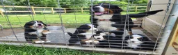 Bernese Mountain Dog dogs for sale: Bernese Mountain Dog Puppy 4 - Ad 7