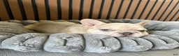 French Bulldog dogs for sale: French Bulldog 1 - Ad 1