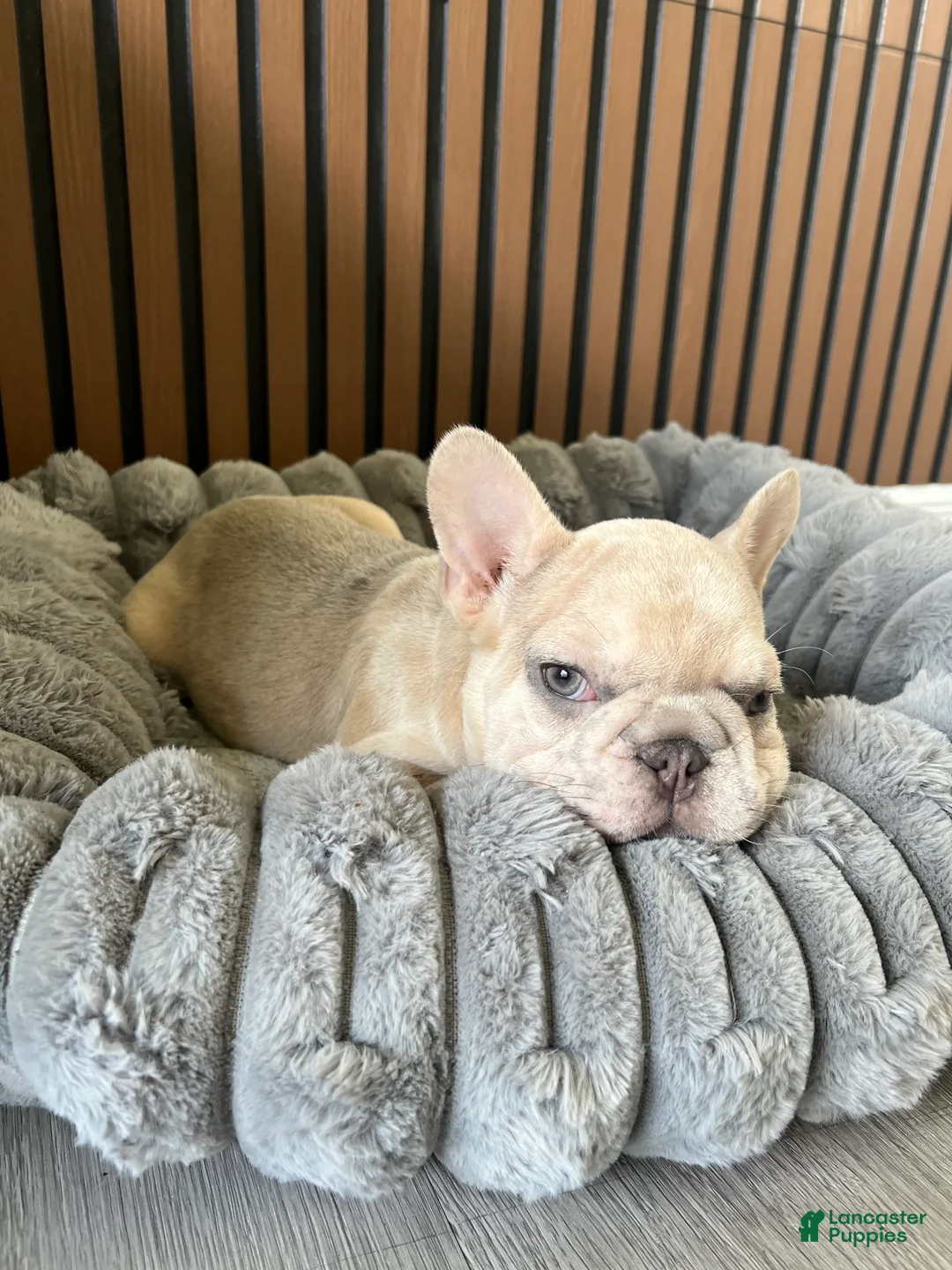 French Bulldog dogs for sale: French Bulldog 1 - Ad 1