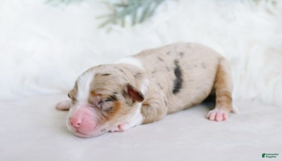 Aussiedoodle dogs for sale: Champagne - Ad 1