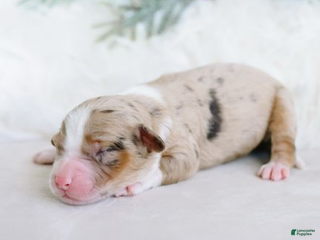 Aussiedoodle dogs Champagne - Ad 8