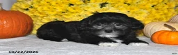 Shihpoo dogs for sale: Terry - Ad 4