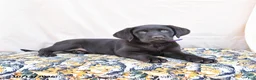 Labrador Retriever dogs for sale: Heidi - Ad 1