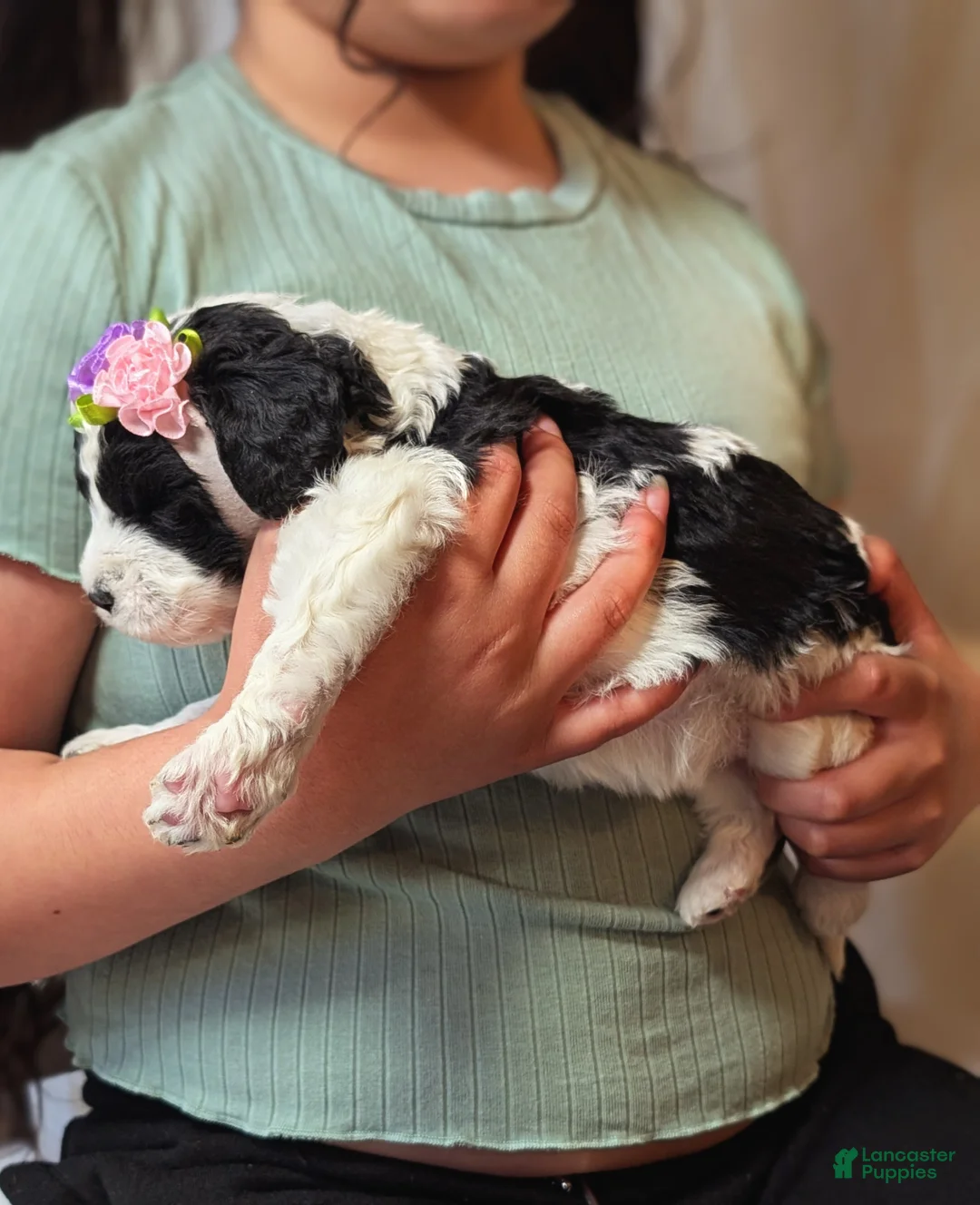 Mixed Breed dogs for sale: PRESLEY GIRL - Ad 7