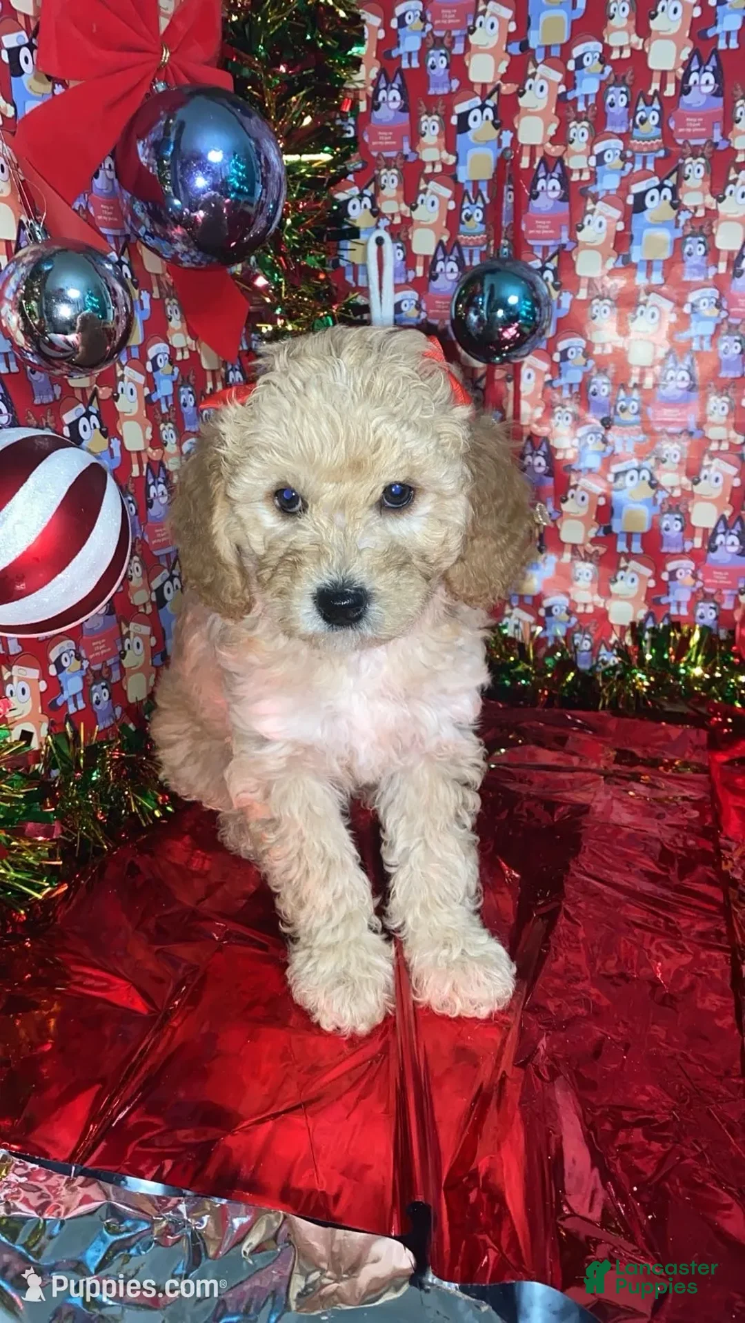 Mini Goldendoodle dogs for sale: Shadow - Ad 1