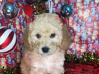 Mini Goldendoodle dogs Shadow - Ad 16