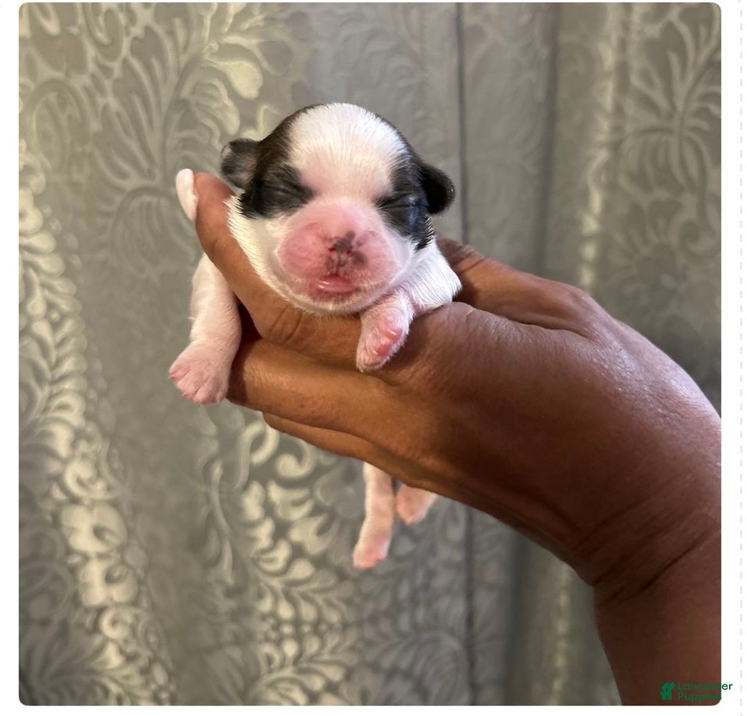 Shih Tzu dogs for sale: Shih Tzu Puppy 3 kenzo  - Ad 1