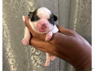 Shih Tzu dogs Shih Tzu Puppy 3 kenzo - Ad 41
