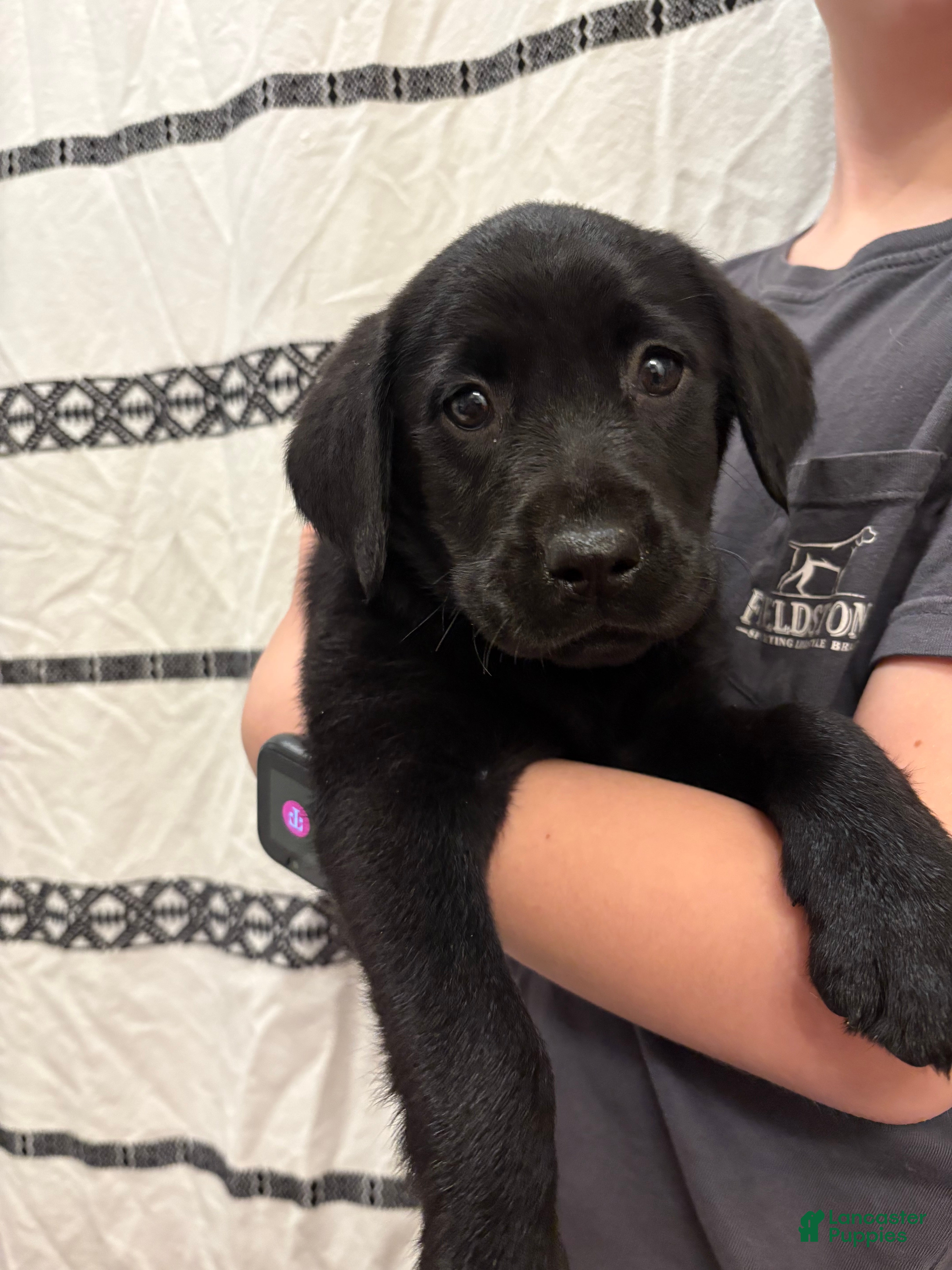 Labrador Retriever dogs Maisie - Ad 42