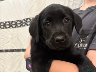 Labrador Retriever dogs Maisie - Ad 42