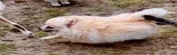 Pomeranian dogs for sale: Pomeranian 3 - Ad 4