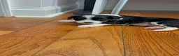 Mixed Breed dogs for sale: Panda - Ad 7