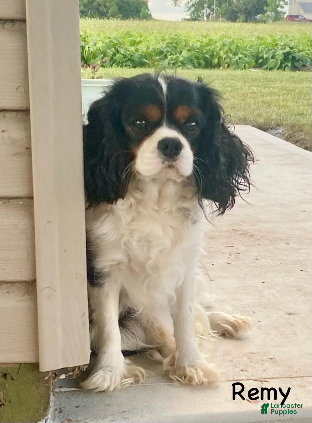 Cavalier King Charles Spaniel dogs for sale: Freckles - Ad 8