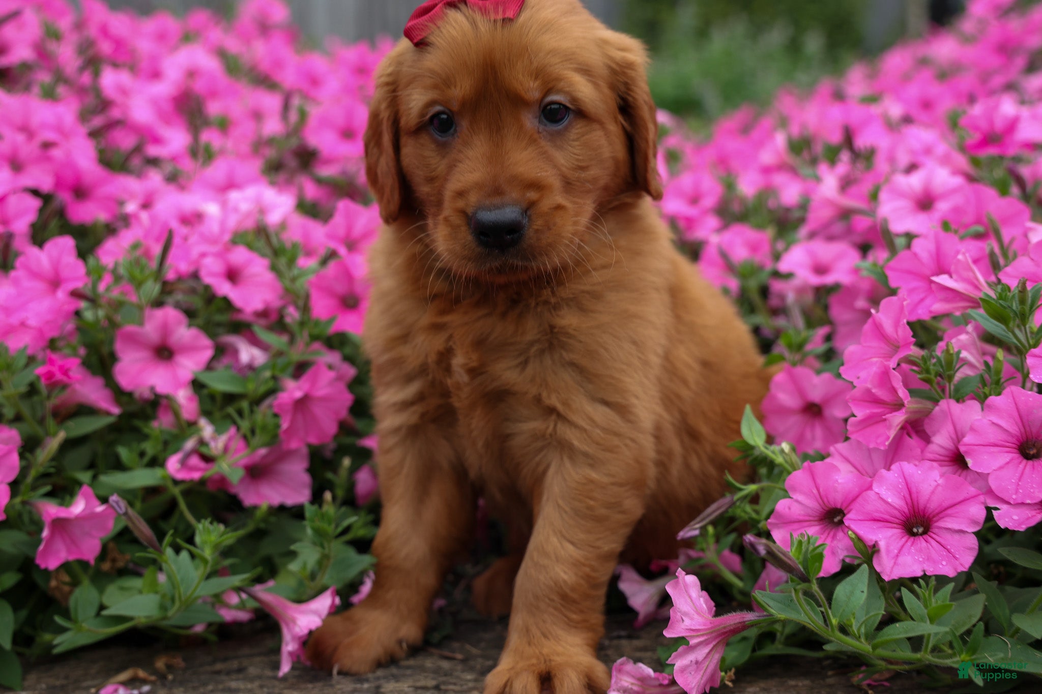 Golden Retriever dogs for sale: Quinny 🐾  - Ad 4