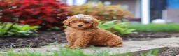 Miniature Poodle dogs for sale: Pippa - Ad 5