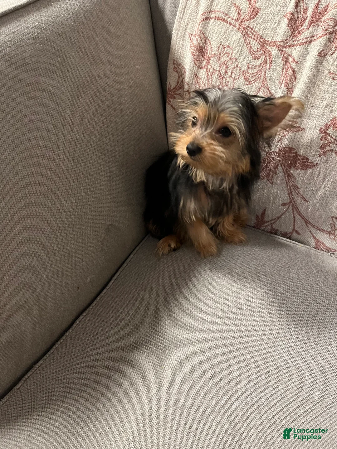 Yorkshire Terrier dogs for sale: Yorkshire Terrier 1 - Ad 7