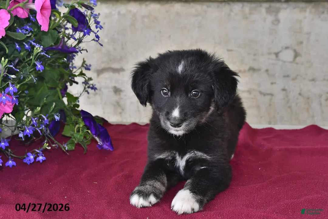 Goberian dogs for sale: Bella   - Ad 2