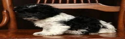 Havanese dogs for sale: Abbie - Ad 8
