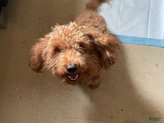 Mini Goldendoodle dogs - Ad 22