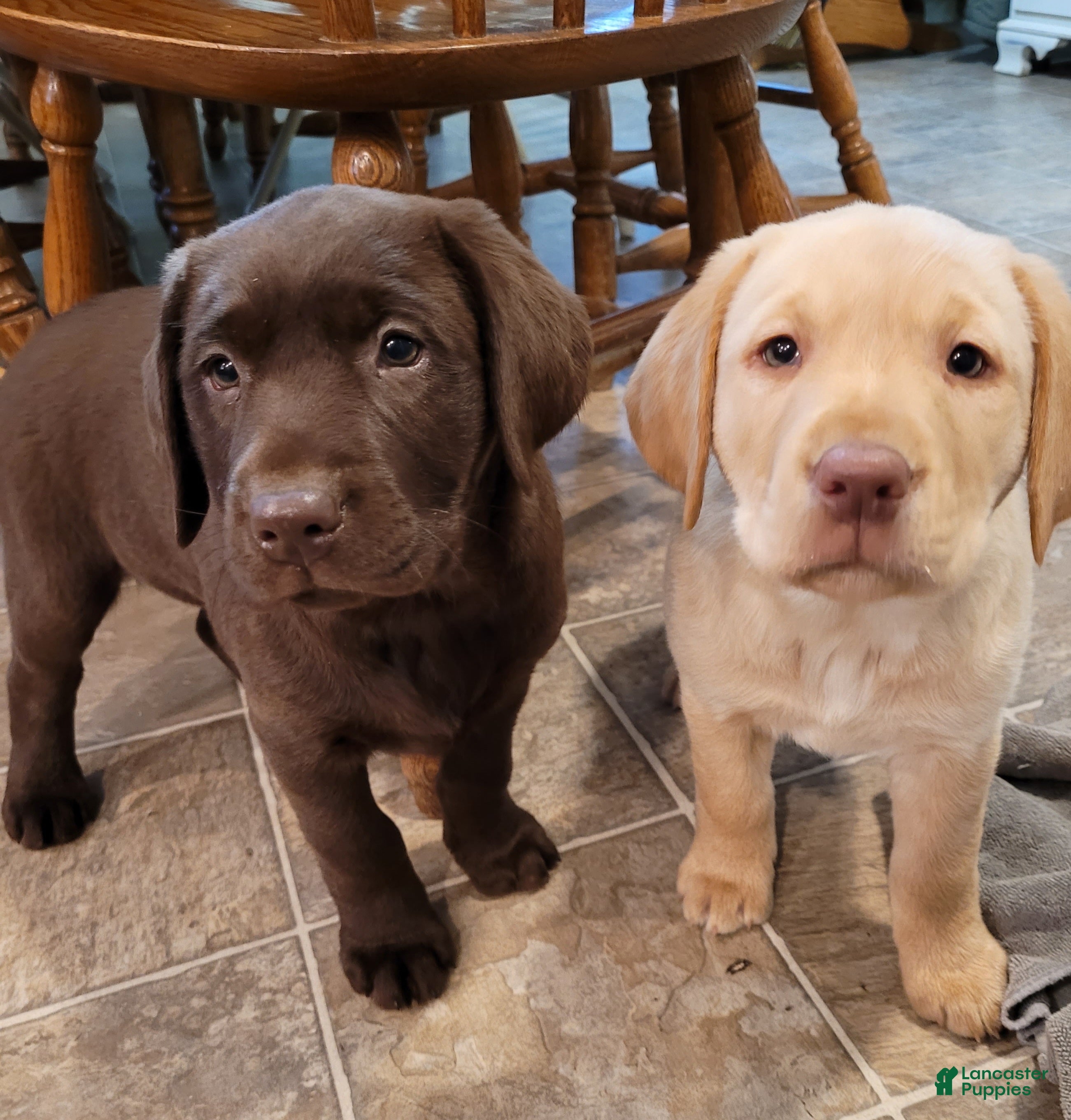 Labrador Retriever dogs Paisley  - Ad 2