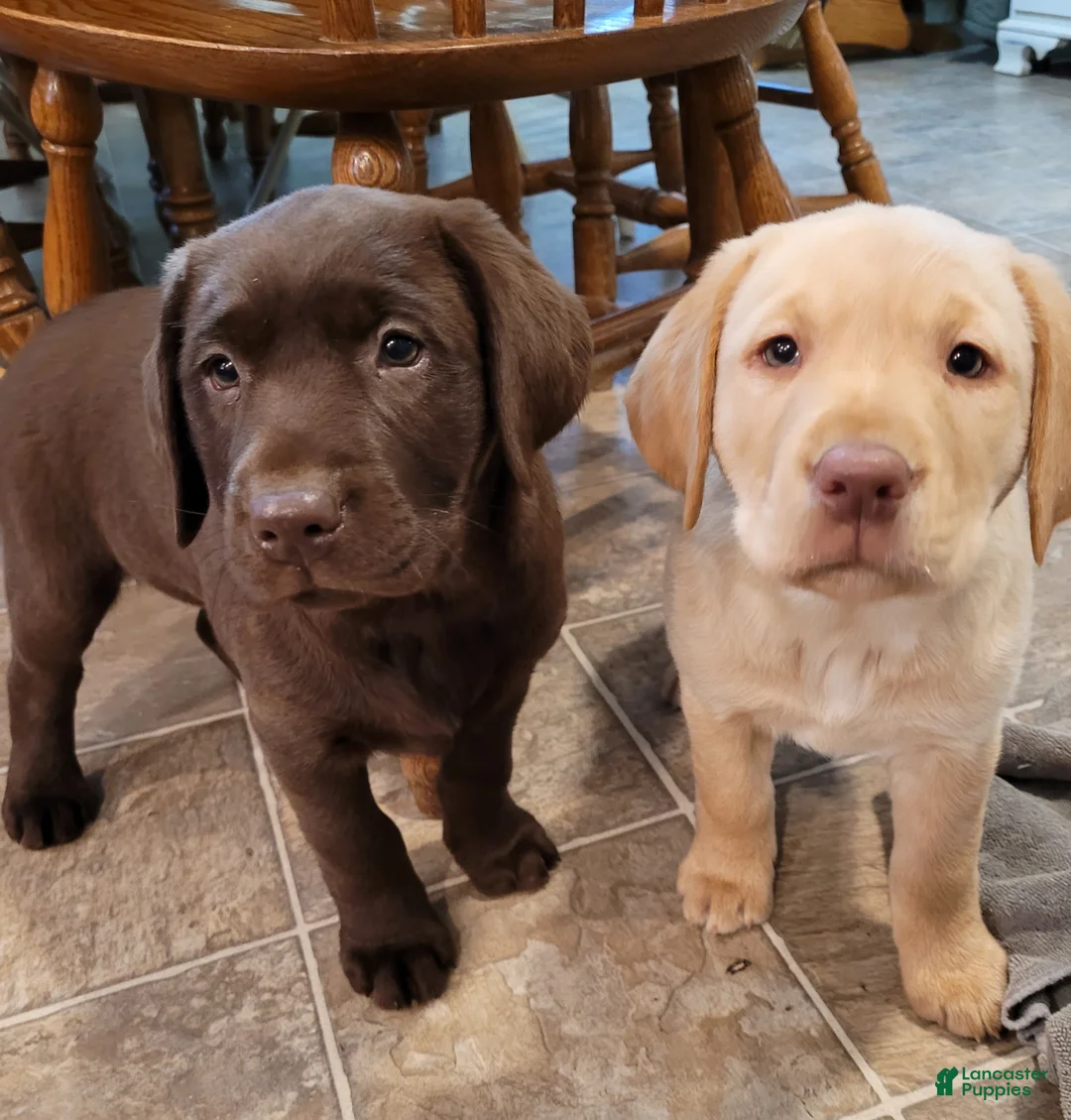Labrador Retriever dogs for sale: Paisley  - Ad 2