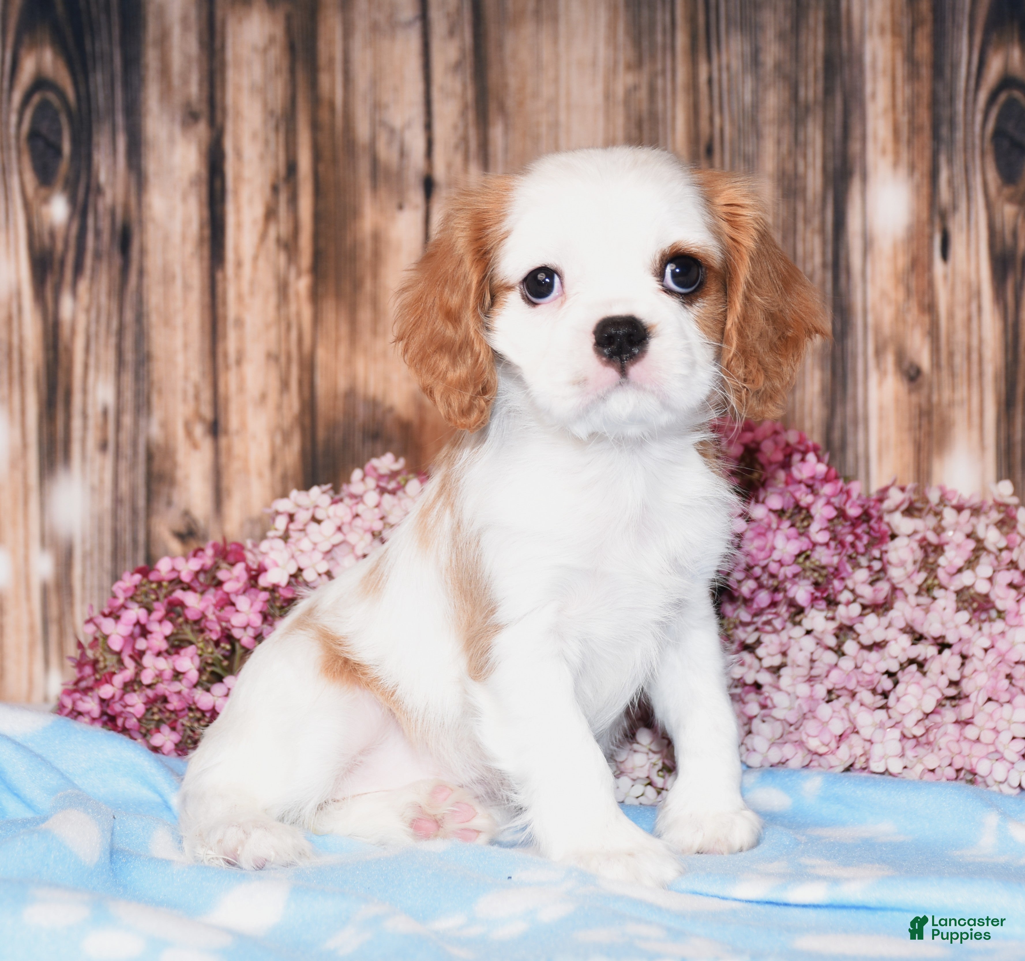 Cavalier King Charles Spaniel dogs Daffi  - Ad 1