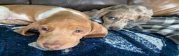 Miniature Dachshund dogs for sale: Reggie - Ad 2